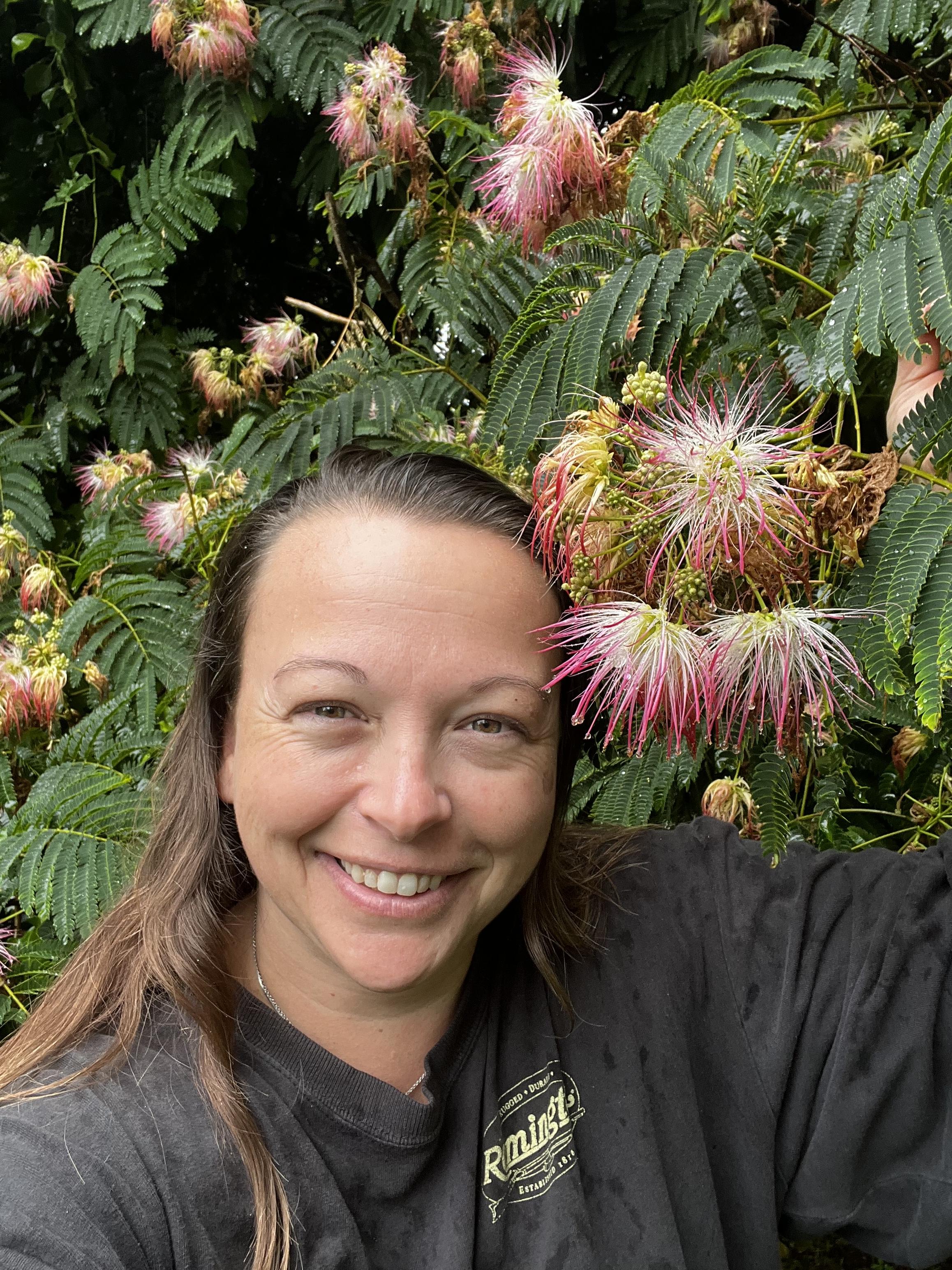 Mimosa blooms