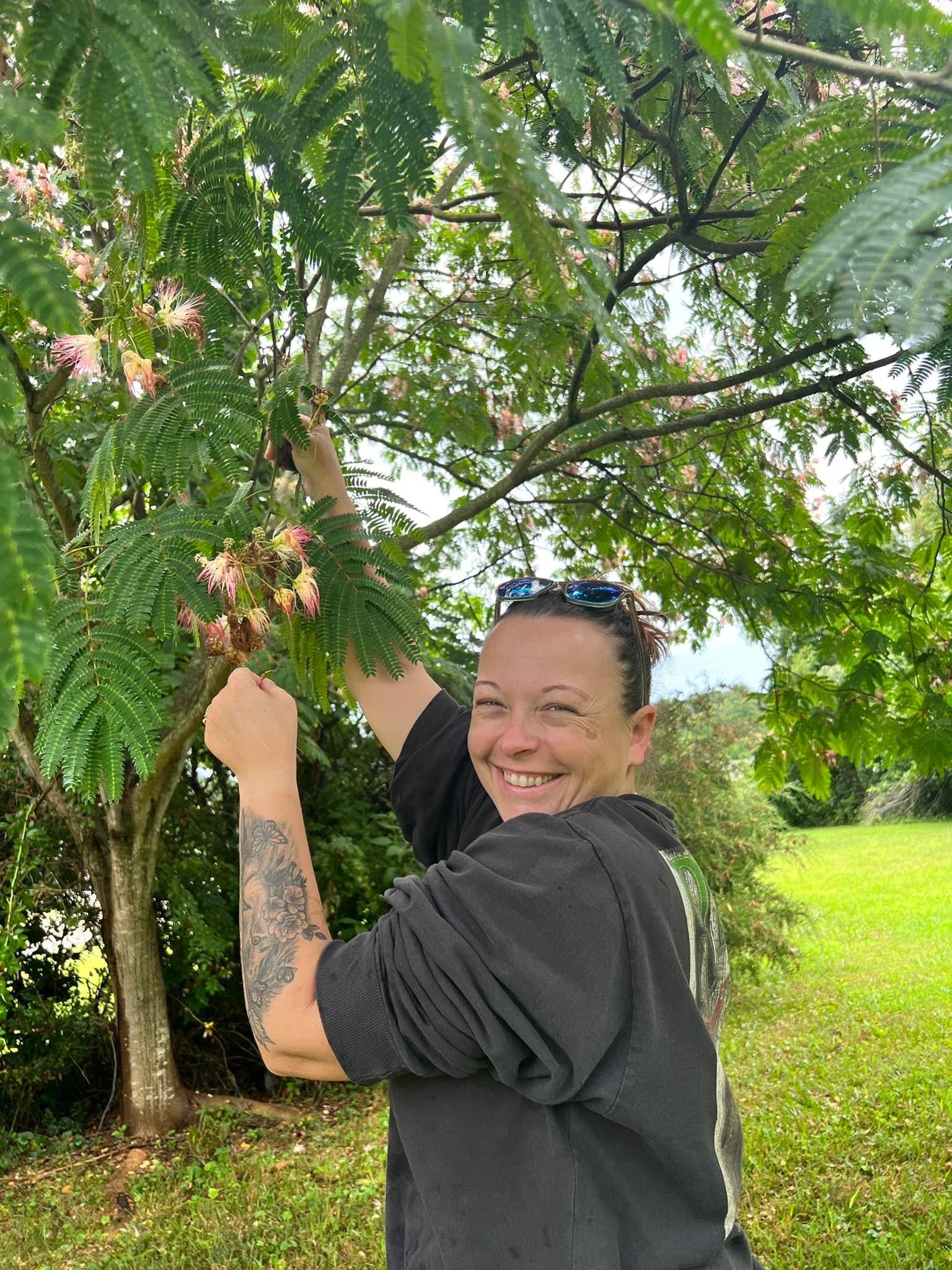 Picking mimosa blooms