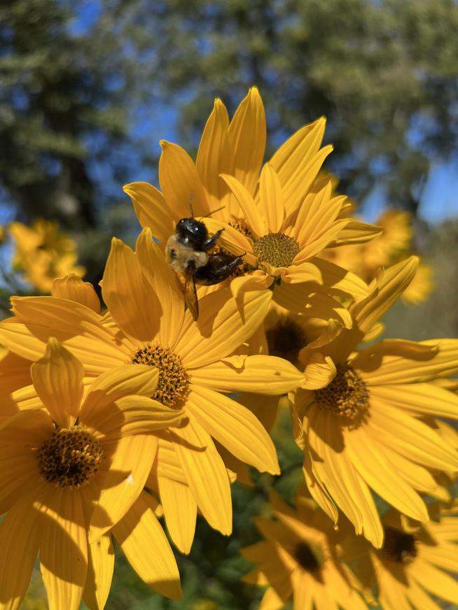 "Beeing Buzzy all the time"