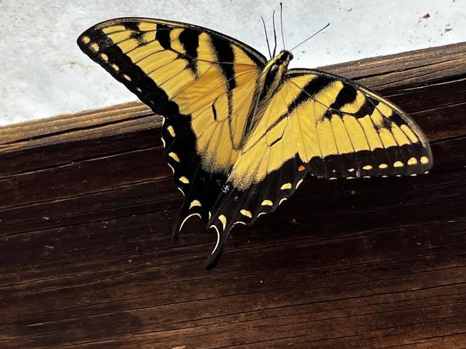 "Fluttering by my sweet butterfly"